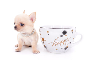 Arian Micro Teacup Extreme Short Muzzle Boy