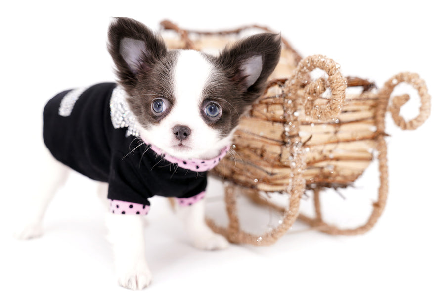 Chanel Micro Teacup Lavender