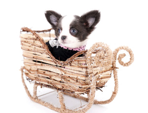Rome Blue Lavender Blue Eyes Micro