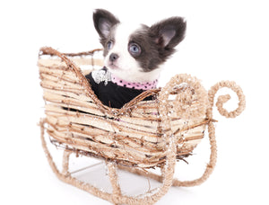 Rome Blue Lavender Blue Eyes Micro