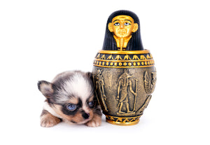 Nataly Blue Merle Blue Eyes Girl