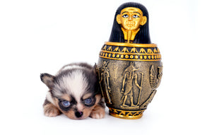 Nataly Blue Merle Blue Eyes Girl