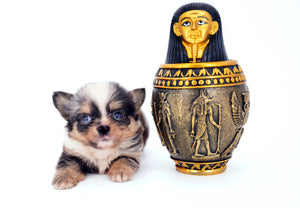 Nataly Blue Merle Blue Eyes Girl