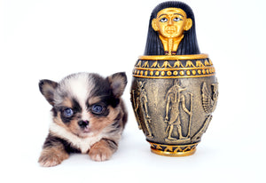 Nataly Blue Merle Blue Eyes Girl