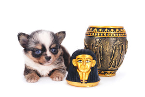 Nataly Blue Merle Blue Eyes Girl