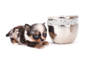 Nataly Blue Merle Blue Eyes Girl