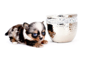 Nataly Blue Merle Blue Eyes Girl