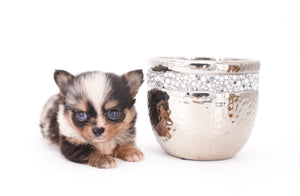 Nataly Blue Merle Blue Eyes Girl