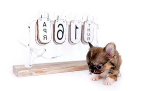 Lilly Bella Micro Teacup Girl
