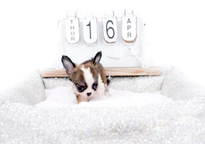 Annabelle Doll Face LC Girl