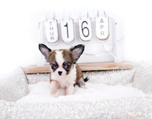 Annabelle Doll Face LC Girl