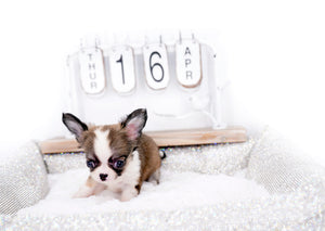 Annabelle Doll Face LC Girl