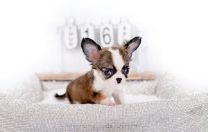 Annabelle Doll Face LC Girl