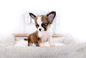 Annabelle Doll Face LC Girl