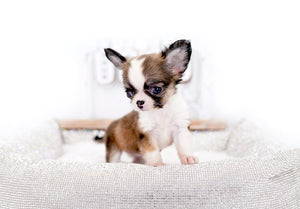 Annabelle Doll Face LC Girl