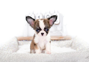 Annabelle Doll Face LC Girl