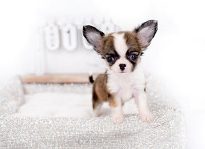 Annabelle Doll Face LC Girl