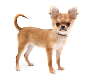 Adele Extreme Short Muzzle Doll Face Micro Girl