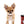 Adele Extreme Short Muzzle Doll Face Micro Girl