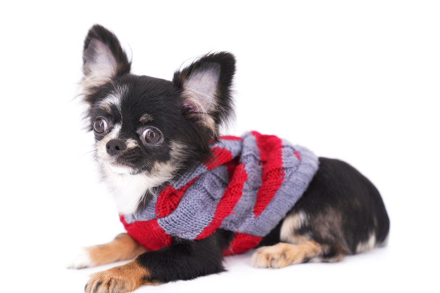 Diva Micro LC Girl
