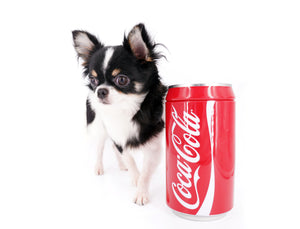 Smore Boy Just perfection