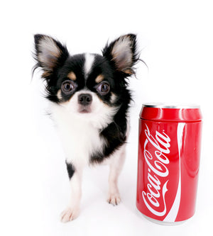 Smore Boy Just perfection