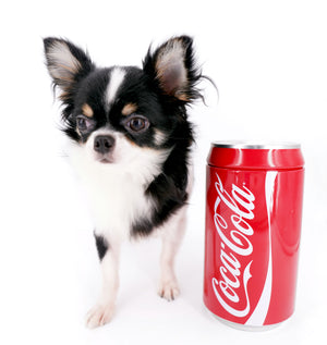 Smore Boy Just perfection