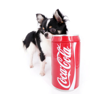 Smore Boy Just perfection