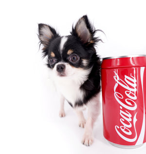 Smore Boy Just perfection