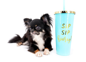 Birkin Doll  Extreme Short Muzzle Boy