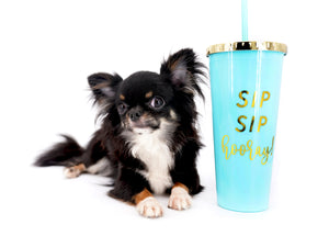 Birkin Doll  Extreme Short Muzzle Boy