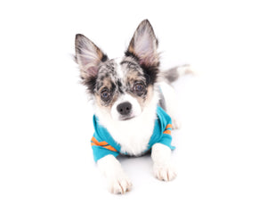 Marlon Micro Blue Merle Boy