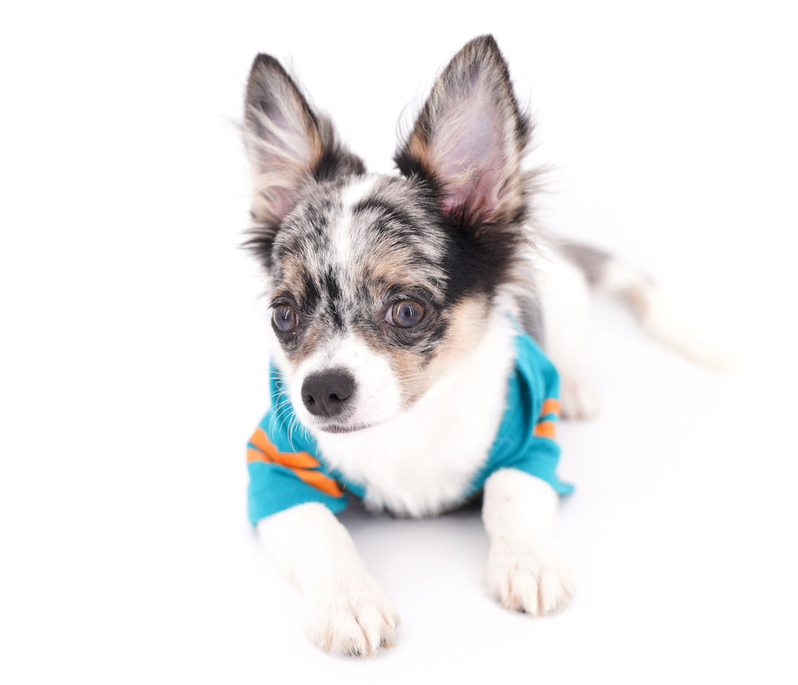 Marlon Micro Blue Merle Boy