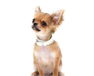 German Sable LC Boy