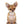 German Sable LC Boy