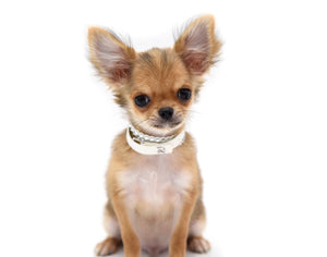 German Sable LC Boy
