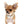 German Sable LC Boy