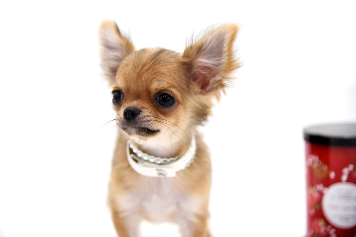 German Sable LC Boy