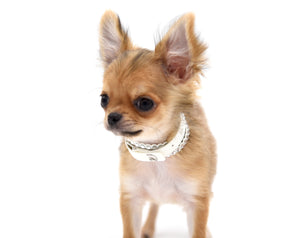 German Sable LC Boy