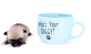 Milan West  Teacup SC Blue Fawn Boy