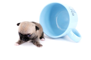 Milan West  Teacup SC Blue Fawn Boy