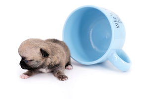 Milan West  Teacup SC Blue Fawn Boy