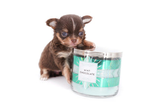 Aurora Micro Chocolate