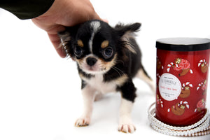 Adonis Extreme Doll Face Boy