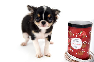 Adonis Extreme Doll Face Boy