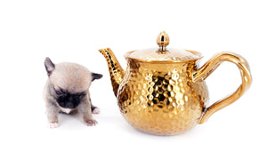 Milan West  Teacup SC Blue Fawn Boy