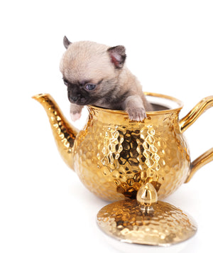 Milan West  Teacup SC Blue Fawn Boy