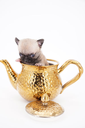 Milan West  Teacup SC Blue Fawn Boy