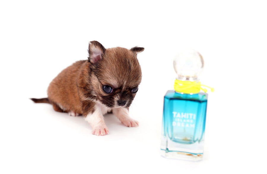 Miny is a micro teacup LC Sable Boy