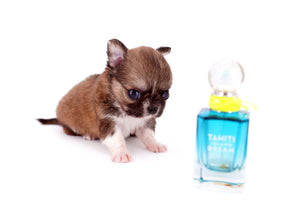 Miny is a micro teacup LC Sable Boy